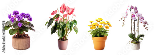 a collection of flowers, in various pots isolated on a transparent background