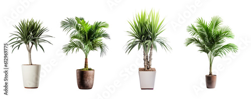 a collection of palms in various pots, house plants isolated on a transparent background