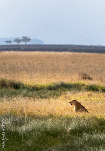 Portrait of a lone lioness sitting on the savannah grass. Beautiful savannah background.