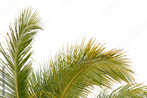 Coconut leaf isolated on white background with clipping path.