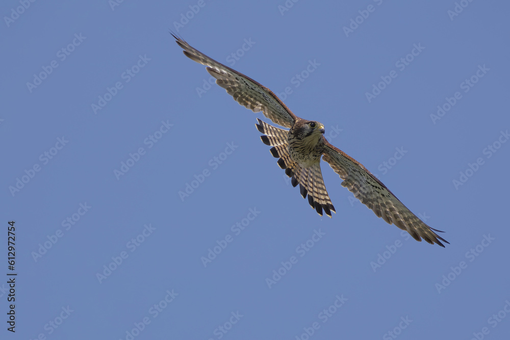 Obraz premium 飛翔するチョウゲンボウ