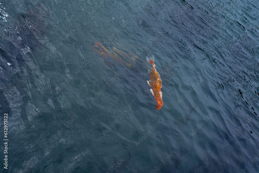 Fototapeta premium Colorful Koi Carp Fish swimming in a lake.