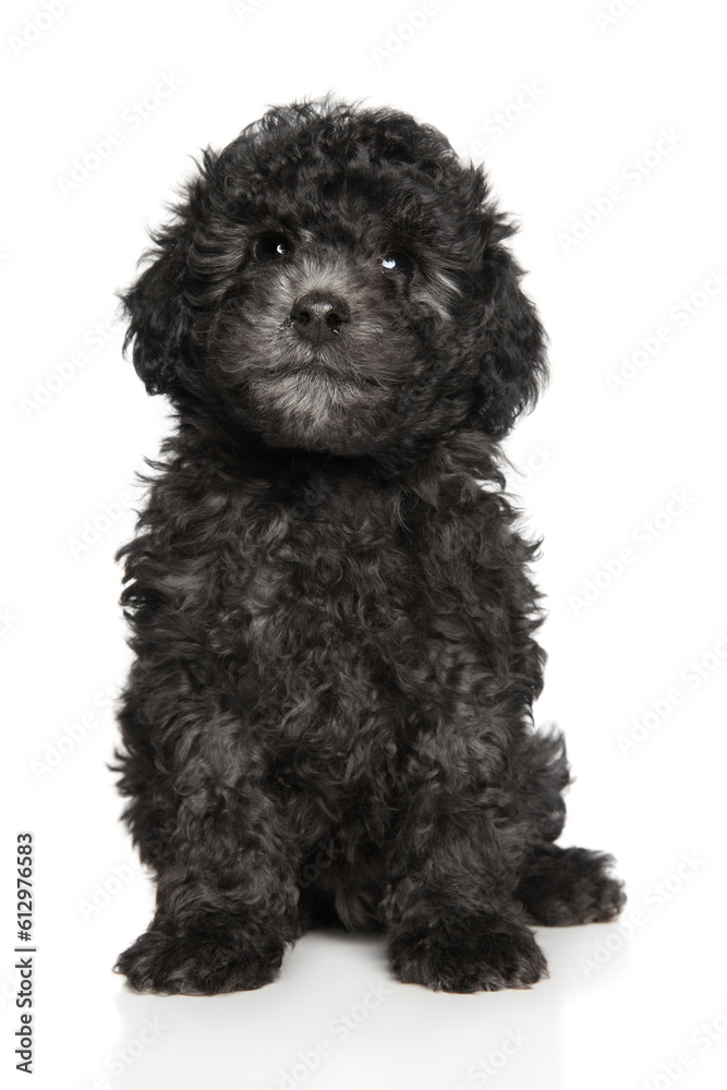 Charming gray toy poodle puppy