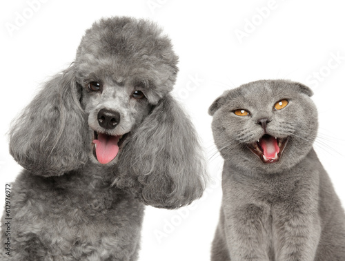 Happy Pets Cat and Dog Together on White