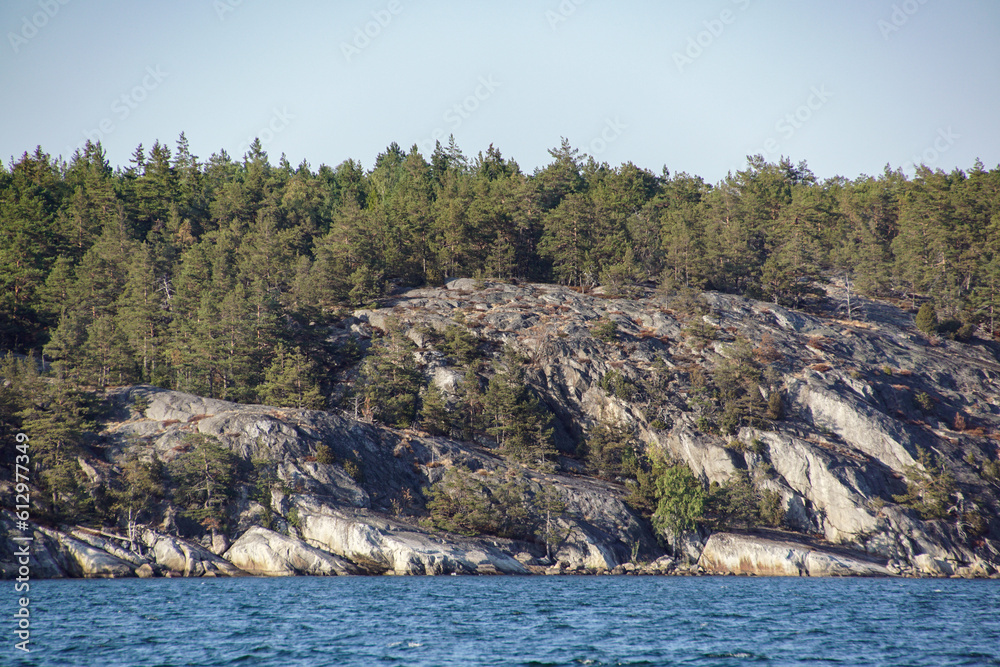 pine tree on the rocks