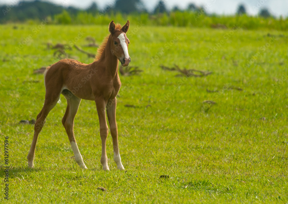 Horses in the highlands of the Santa Catarina mountains Horses in the highlands of the Santa Catarina mountains