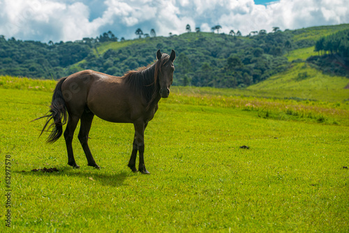 Horses in the highlands of the Santa Catarina mountains
