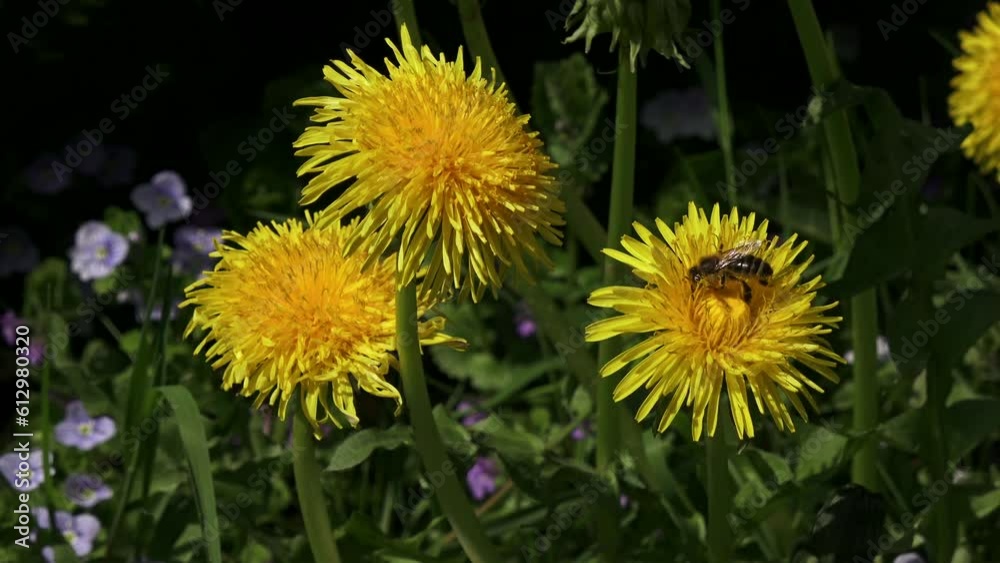 Bee and yellow dandelions. Bee collecting nectar. Bee and yellow flower.