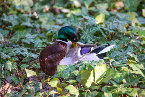 Eine männliche Stockente am Rand eines Teiches. photo