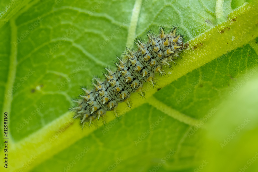 Fototapeta premium caterpillar on a leaf
