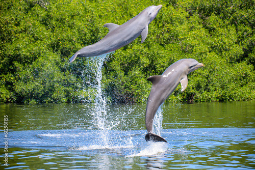 Eine Delfingruppe in einer Bucht mit Mangrovenbäume, Delfine.