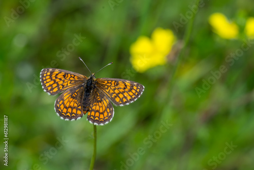 Nymphalidae / Amannisa / Heath Fritillary / Melitaea athalia