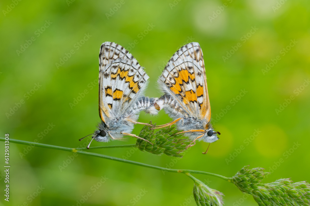 Obraz premium Sarı Bantlı Zıpzıp » Pyrgus sidae » Yellow-banded Skipper