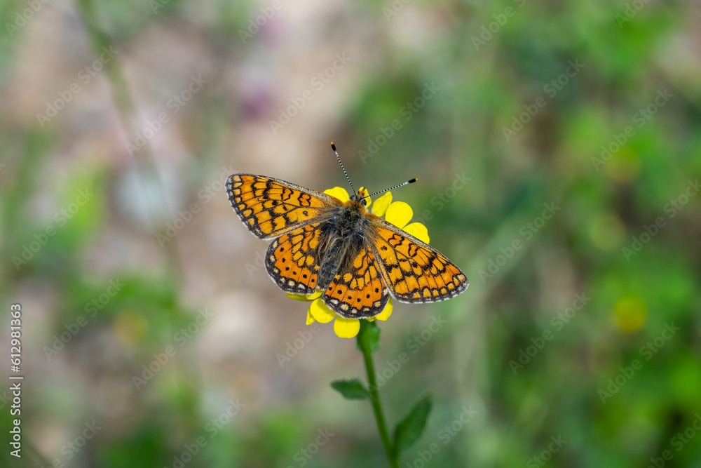 Obraz premium Nymphalidae / Nazuğum / Marsh Fritillary / Euphydryas aurinia