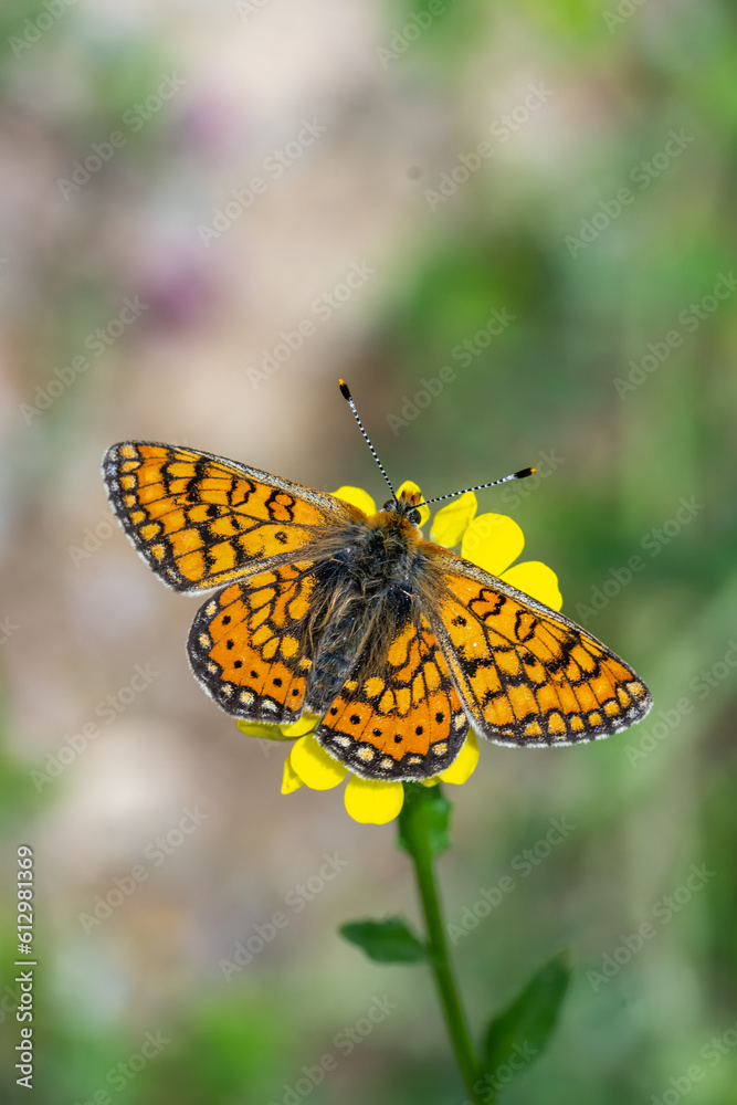 Nymphalidae / Nazuğum / Marsh Fritillary / Euphydryas aurinia Nymphalidae / Nazuğum / Marsh Fritillary / Euphydryas aurinia