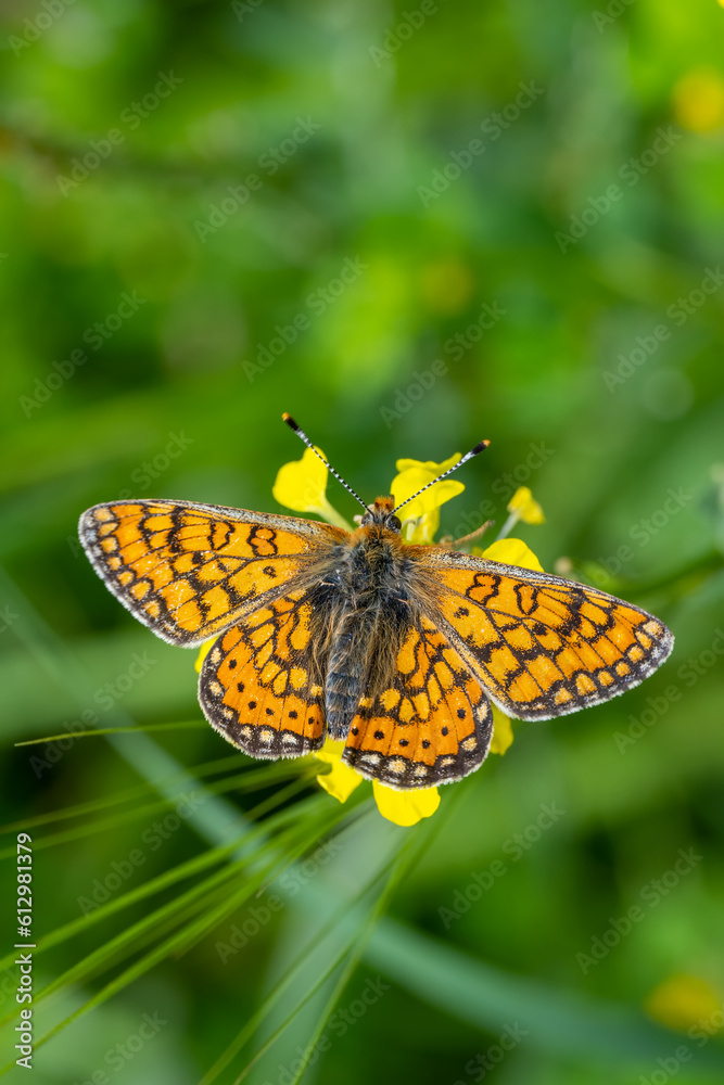 Nymphalidae / Nazuğum / Marsh Fritillary / Euphydryas aurinia Nymphalidae / Nazuğum / Marsh Fritillary / Euphydryas aurinia