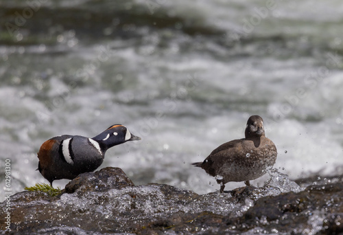Male and Female Harlequin Ducks in the Yellowstone River 