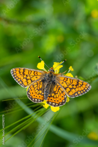 Nymphalidae / Nazuğum / Marsh Fritillary / Euphydryas aurinia