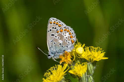 Lycaenidae / Çokgözlü Mavi / Common Blue / Polyommatus icarus © Yasin