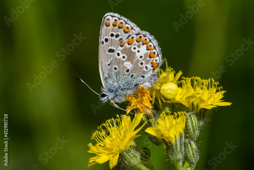 Lycaenidae / Çokgözlü Mavi / Common Blue / Polyommatus icarus © Yasin