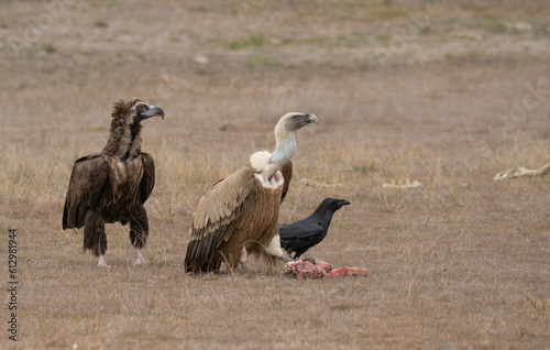 cinereous vulture  the griffon vulture and the raven