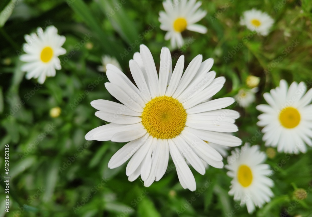 A beautiful bright daisy in a green clearing. Wildflowers close-up. White petals with a bright yellow center. A flower bed in the yard of a house or a field in the village. A beautiful bright daisy in a green clearing. Wildflowers close-up. White petals with a bright yellow center. A flower bed in the yard of a house or a field in the village.