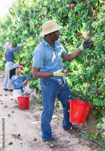 Hardworking african american male farmer working in a fruit nursery plucks ripe plums from a tree, putting the fruits in a ..bucket