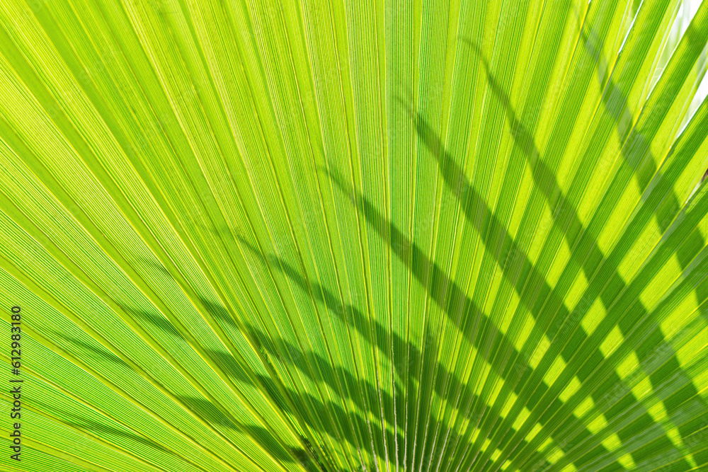Obraz premium Sun shining through green palm leaves. Natural tropical summer background, abstract texture, wallpaper, backdrop.