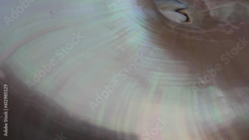 nautilus shell stock Fibonacci footage video clip turning golden ratio number sequence natural background half slice section