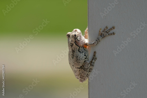 Eastern gray treefrog (Dryophytes versicolor) owhite painted post with detailed skin