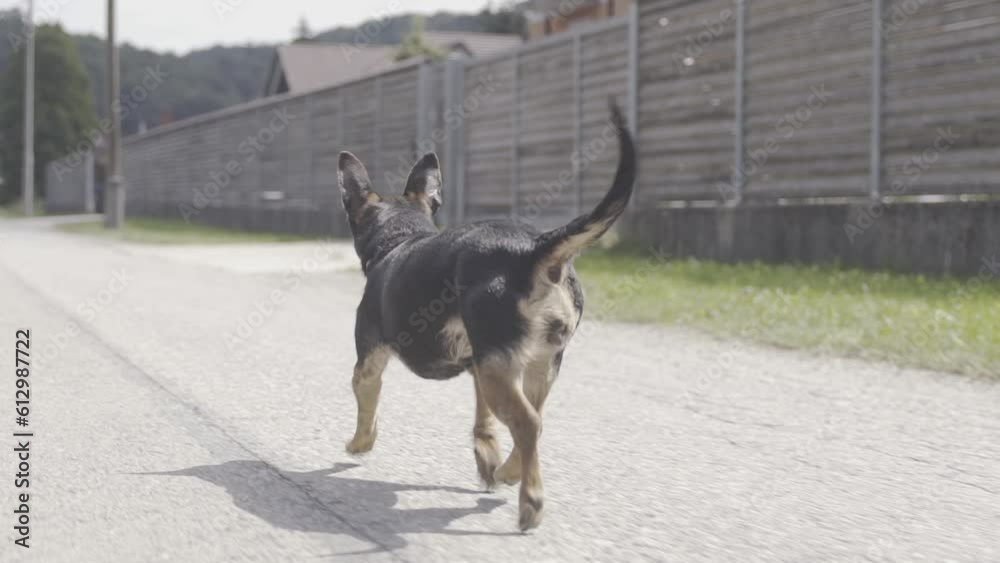 slow motion small dog running on the road slow motion small dog running on the road