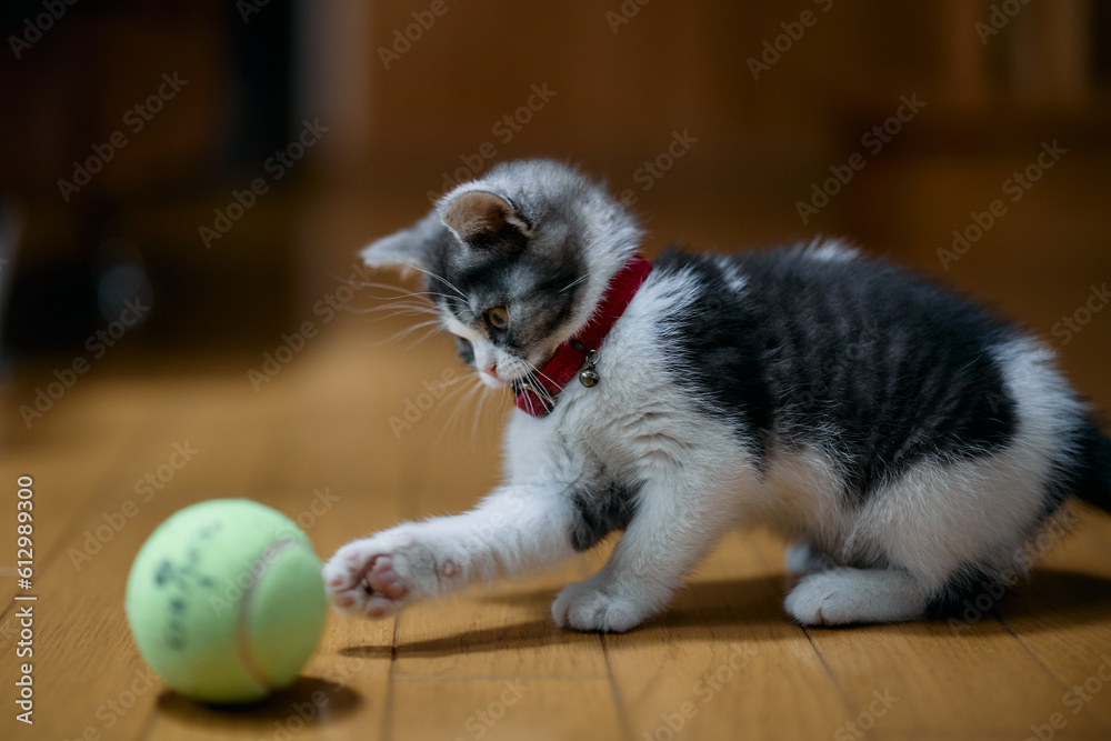 ボールで遊ぶ子猫 Stock Photo | Adobe Stock