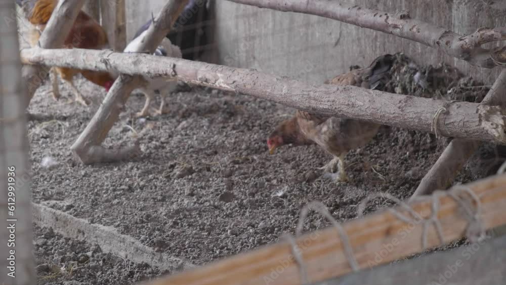 Chickens in a chicken coop eat millet sticking their heads through the