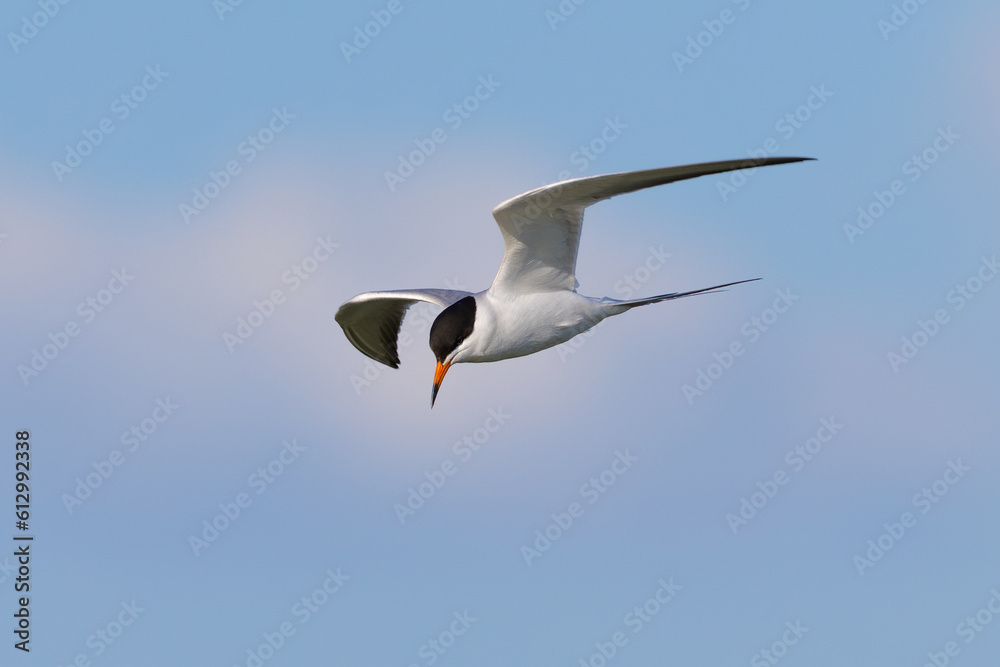 Obraz premium Forster's tern flying in beautiful light, seen in a North California marsh