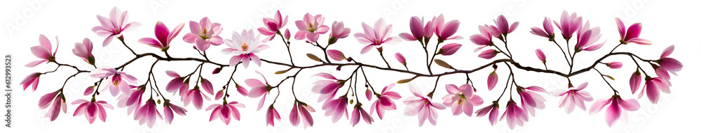 pink magnolia flower isolated, Generative AI pink magnolia flower isolated, Generative AI