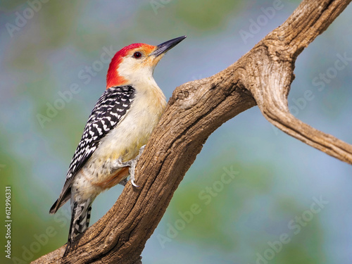 Male Redbellied woodpecker (Melanerpes carolinus) clinging to a stump and tree branch in front of a blue green sky on a sunny day.