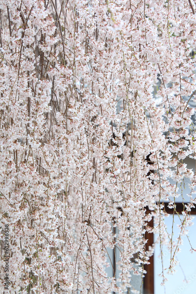 Obraz premium 本満寺のシダレザクラ