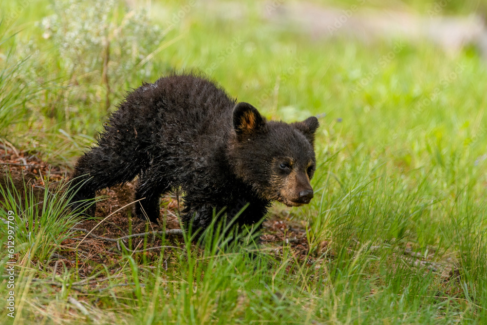 Fototapeta premium Cute bear cub