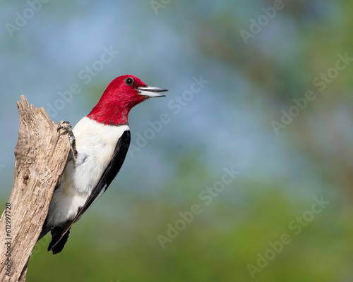 Redheaded Woodpecker (Melanerpes erythrocephalus) clinging to a stump in front of a green and blue background.