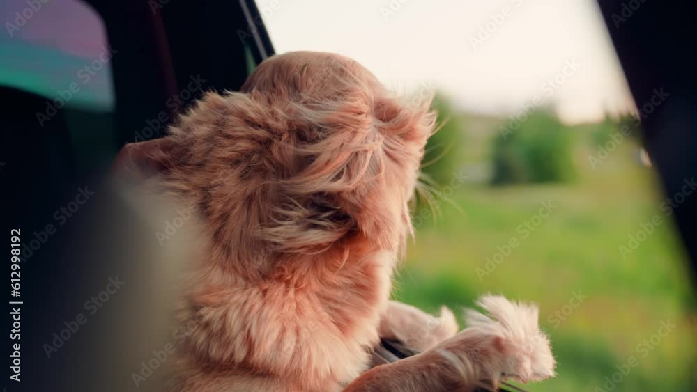 Stockvideon Charming dog look out open car window. Funny dog blows by wind from open car window