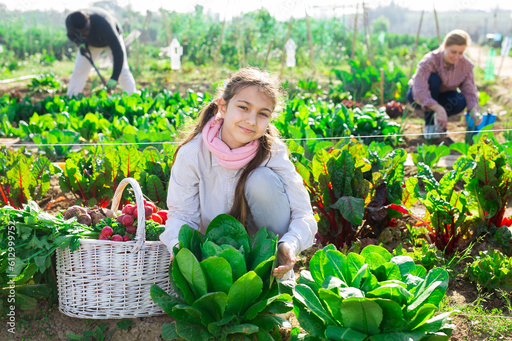 Fototapeta premium Portrait of a teenage girl squatting in a vegetable garden near spinach bushes with a basket of vegetables