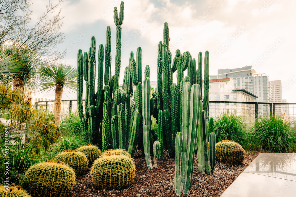 Cactus and city skyline in the background. Huge cactus garden in Downtown City of Los Angeles Cactus and city skyline in the background. Huge cactus garden in Downtown City of Los Angeles