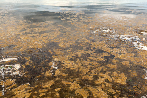 Принти на полотні Seaweed decomposing on the shore
