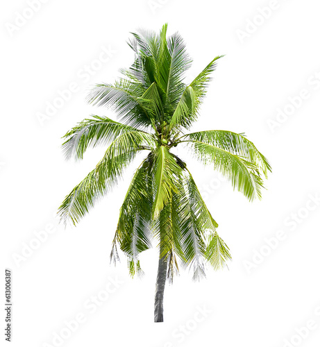  coconut trees isolated on transparent png