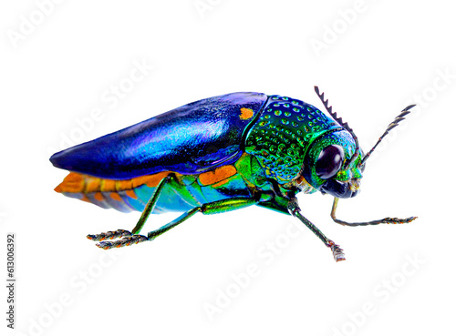 beetle with colored armor isolated on transparent png