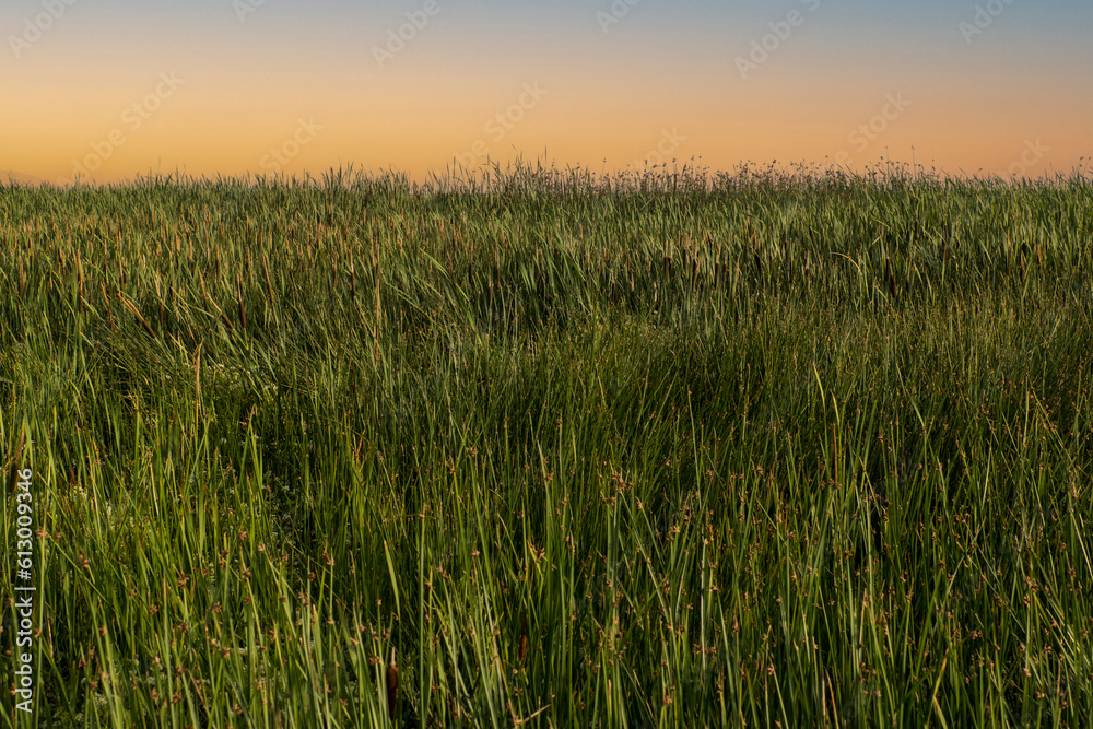 Green field with a warm glow sunset in the background