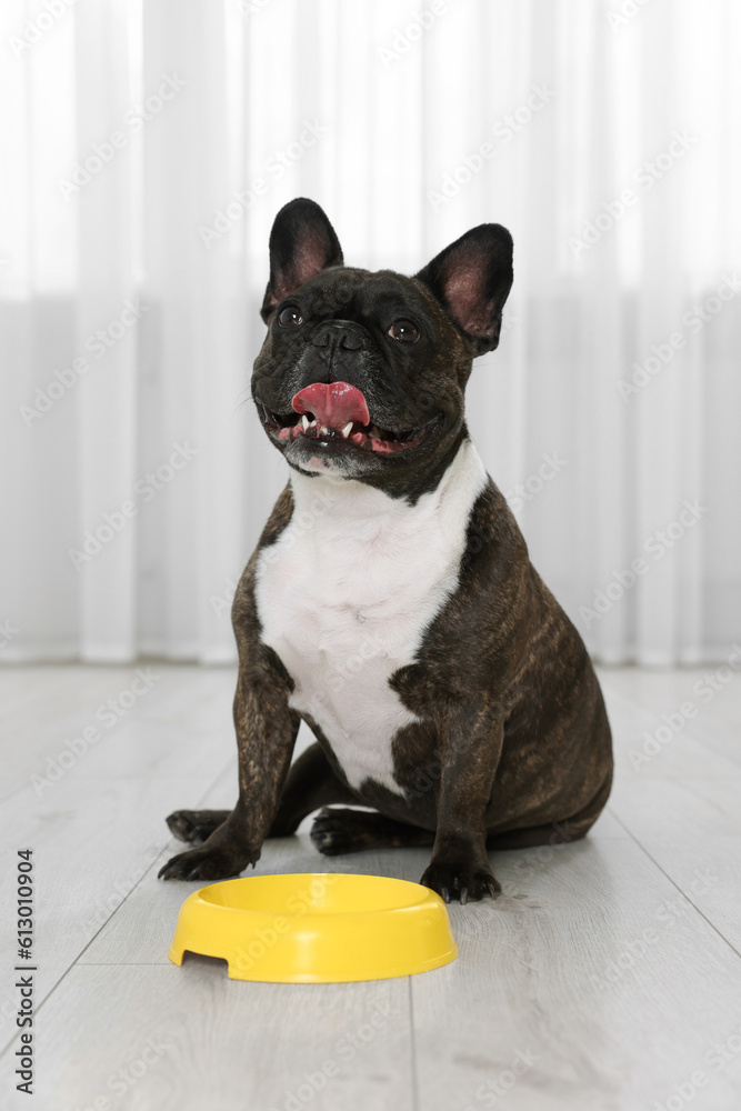 Adorable French Bulldog near yellow bowl indoors. Lovely pet