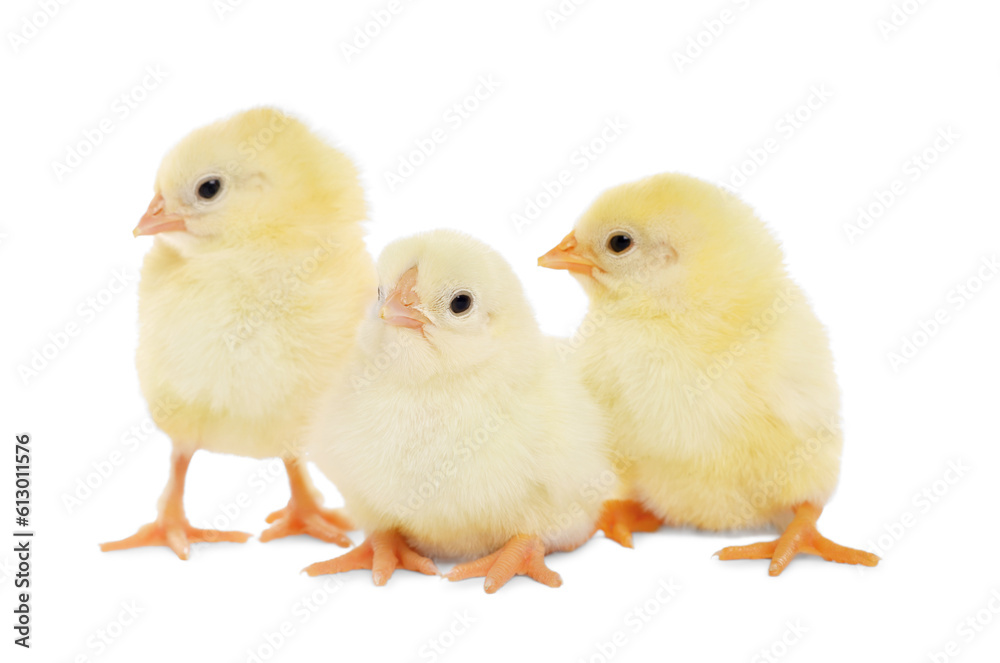 Three cute fluffy chickens on white background