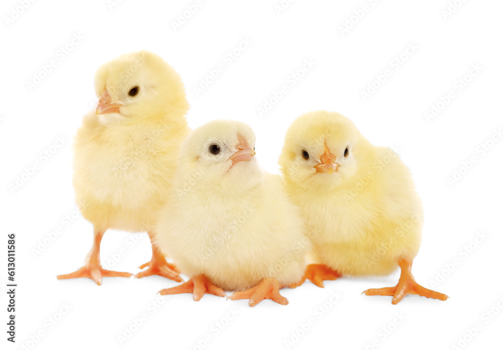 Three cute fluffy chickens on white background