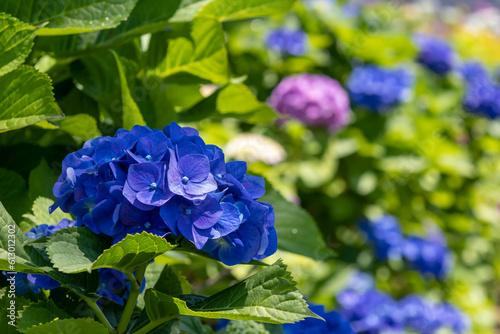 晴れた日の青い紫陽花